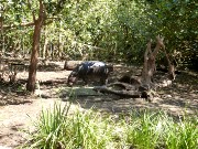 455  pygmy hippo.JPG